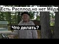 Пасека#140 Как развилась исправленная Трутовая семья Что ещё  сделать- пчеловодство для начинающих