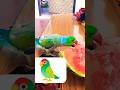 Parrot eat Watermelon #parrot #pets #funny #birds #youtubeshorts #greenscreen #animals #parrotlover