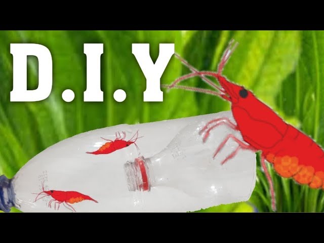 DIY Shrimp Bottle Trap (SIMPLE) 