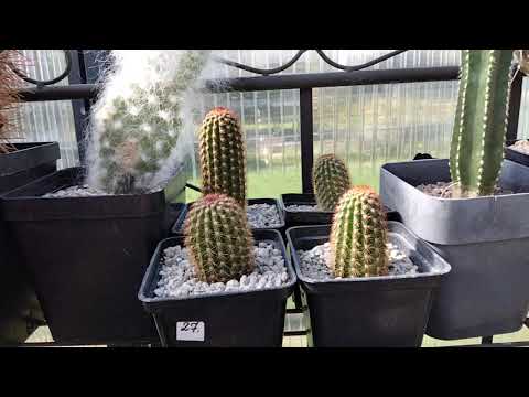 Видео: Информация о растении кактуса матукана: как ухаживать за сортами кактуса матукана