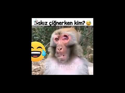 Sakız çiğneyen maymun 🐒