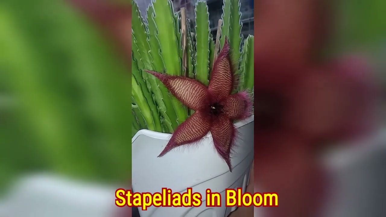 Stapeliads in Bloom 