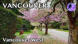 2024  Cherry Blossom Spring Walk | Vancouver | 4K