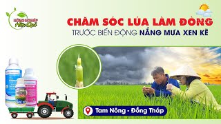 REVIEW 40 - CHĂM SÓC LÚA LÀM ĐÒNG TRƯỚC BIẾN ĐỘNG NẮNG MƯA XEN KẼ #canhtaclua #lua #review