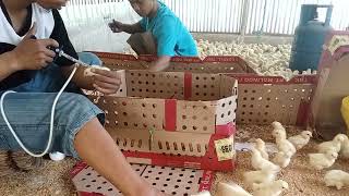 Vaksin Nd Ayam Pejantan Umur