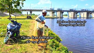 Jala ikan di atas pintu air dapat ikan banyak sekali,,nets fishing