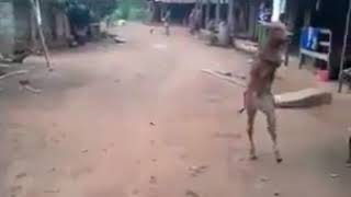 Viral, kebesaran Allah..Ajaib anak sapi berjalan dengan kedua kakinya seperti manusia..