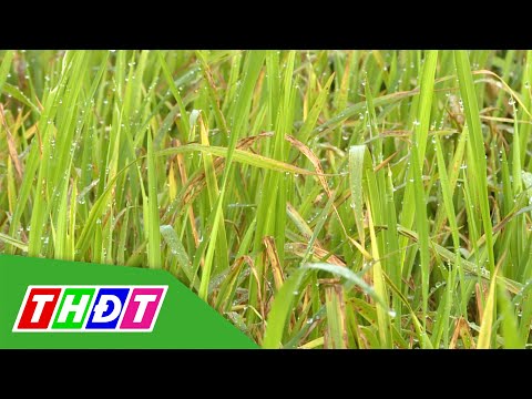 Video Quản lý vi khuẩn bệnh thối thân, cháy bìa lá, lép vàng... - youtube