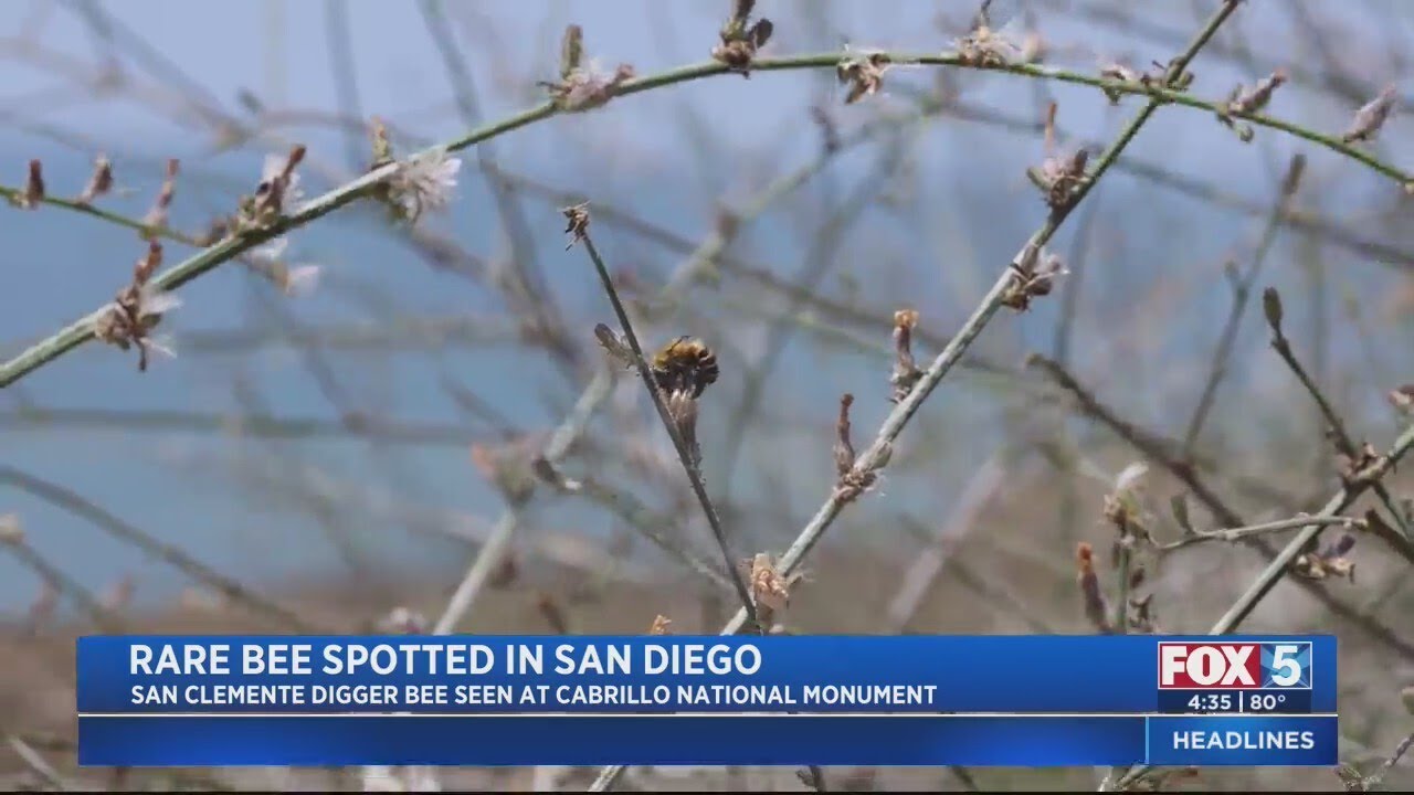 Rare Bee Spotted in San Diego - YouTube