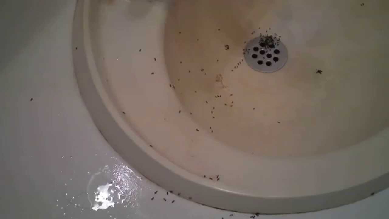 tiny ants in bathroom sink