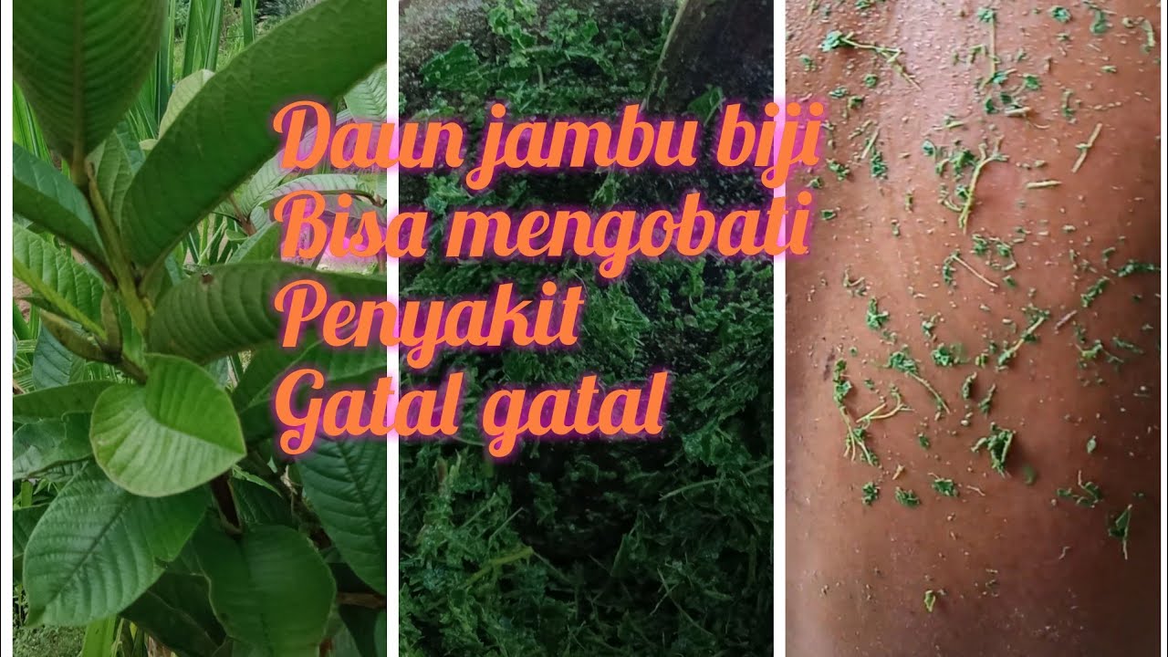 Daun jambu biji bisa mengobati penyakitnya gatal 