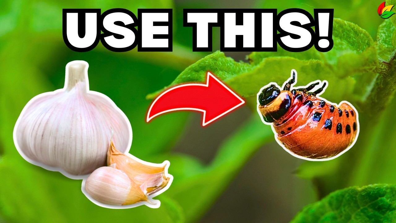 3 Ingredients to Keep Pests Away Naturally! | Organic Pest Control