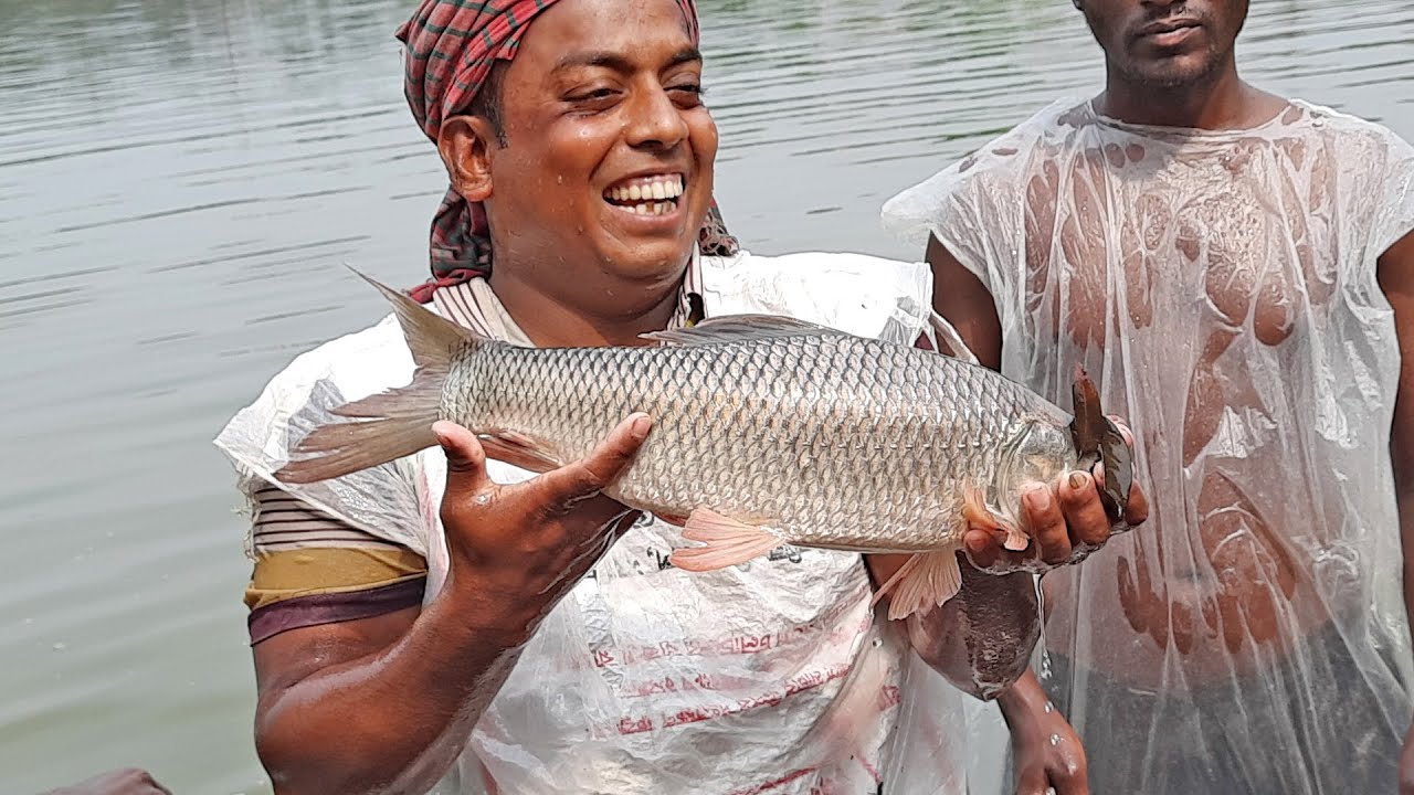 Mix Fish Farming Business in Big Pond in Bangladesh || Profitable Combine Fish Farming