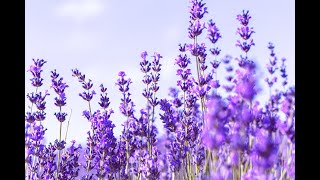 Spring time,  soft, relax, light, mediation, violin,  violiner, youtubemusic, mp3 juice screenshot 4