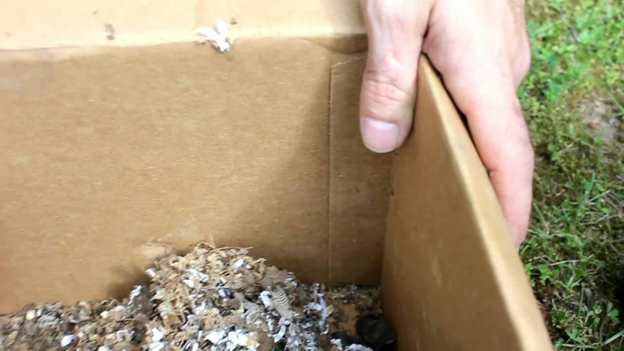 foundation medicine Allies Animal Intel Cleaning Out The Shed