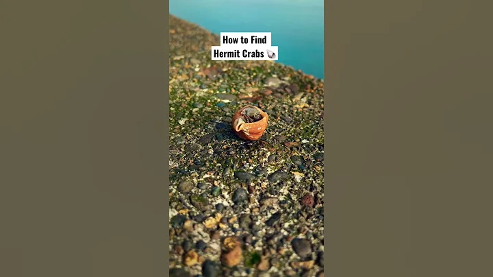 How to Find Hermit Crabs at the Beach #shorts - DayDayNews