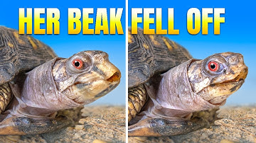 Turtle Who Lived on a Kitchen Floor for 50 Years Lost Her Beak! Rockalina’s Shocking Recovery Twist