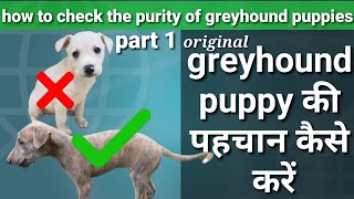 how to check the purity of greyhound puppies | greyhound puppy की  पहचान कैसे करें |