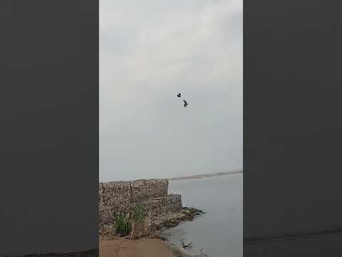 Ястреб гоняет ворону.