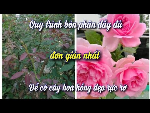 3 giai đoạn bón phân NPK cho hoa hồng bí quyết từ nhà vườn bạn nên biết | Foci