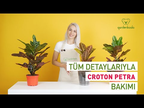 Video: Kroton Yetiştirme: Kroton Ev Bitkisinin Bakımı