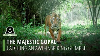 Catching An Awe-Inspiring Glimpse Of The Majestic Gopal