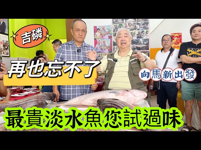 🐟 再也忘不了 🇲🇾 最貴淡水魚您試過味 🛫 向馬新出發 {韜滔有食神} 2023.10.31. class=