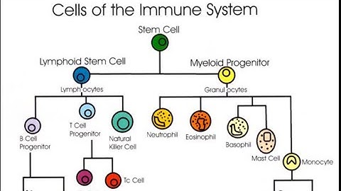 Cells of Immune System (part 2)| BZYET 141 | IGNOU | BSc #ignou #immunology #biology  #lifescience