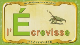 Multipédia Des Animaux. La Lettre E - L'écrevisse