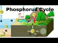 The Phosphorus Cycle and Its Impact on Ecosystems