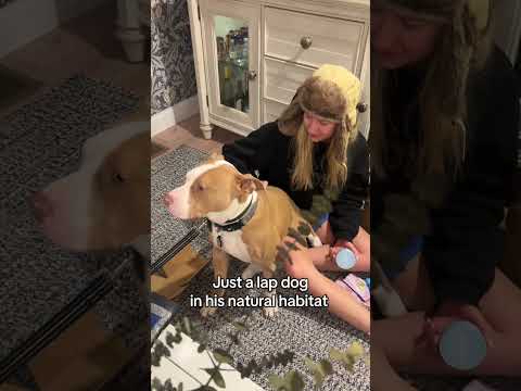 Life Of A Lap Dog Dogfluencer Pitbull Rescuedog Pittie Lapdog Velcrodog 