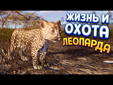 Video: Animal Sne Leopard: Beskrivelse, Habitat