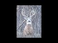 Dylan smiths 2005 archery buck from the ground buck attack