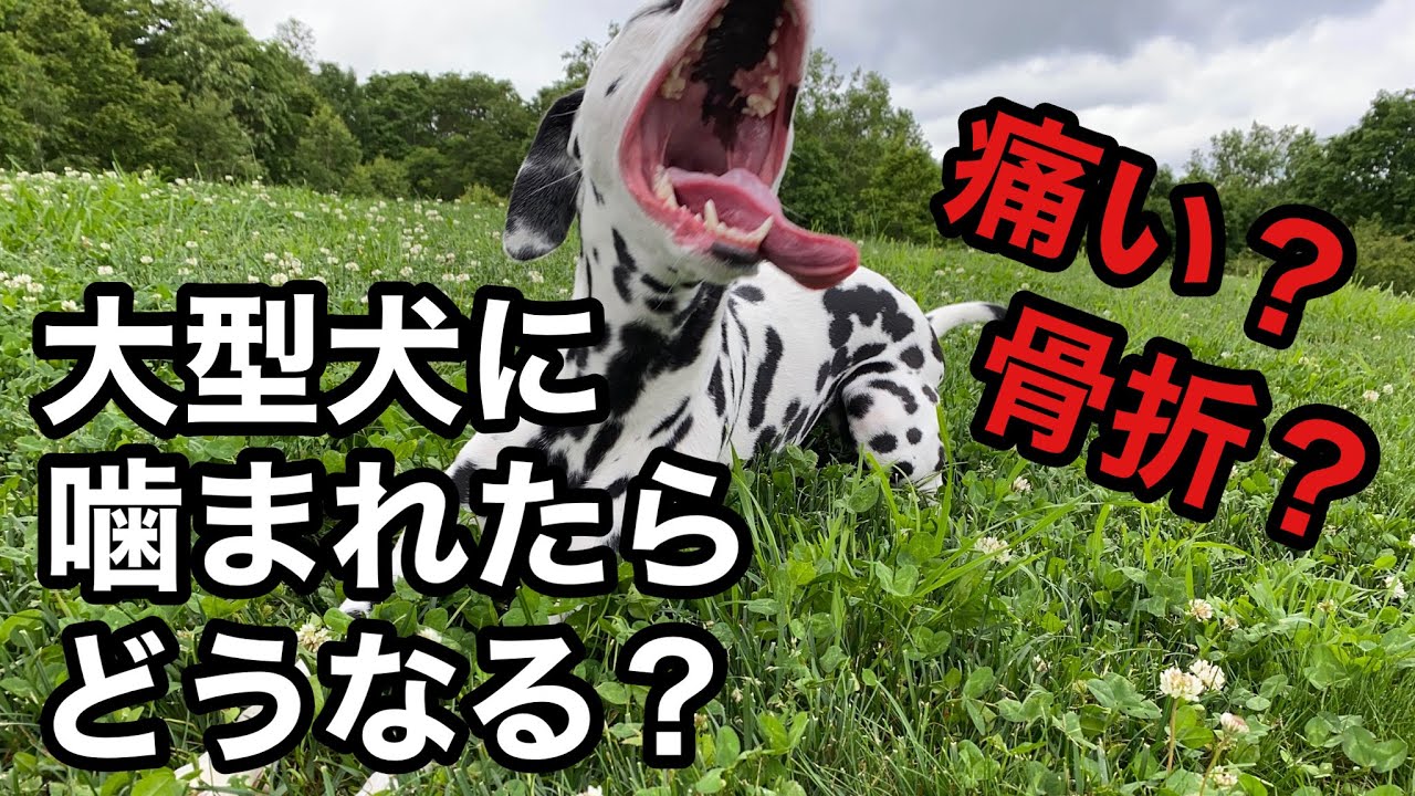 ご飯中の犬に近付いたり 触ったりしても噛まれないための大切な方法 ダルメシアンを飼う前に知ってほしい Youtube
