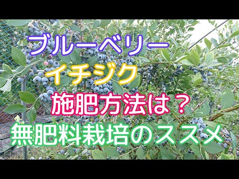 ブルーベリー イチジク等の施肥 私が無肥料栽培を推奨したい理由 Youtube