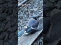 Saving a Blue Jay