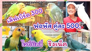 ว๊าวว!! เลิฟเบิร์ด 300 ฟอพัสคู่ละ 500