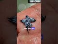 Blue glaucuses (Sea Dragons) #Snappy stories #shorts #Animals #Funfacts