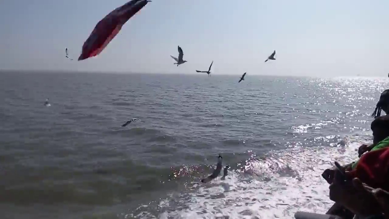 SEAGULLS FOLLOW THE SHIP TEKNAF TO SAINT MARTIN YouTube seagulls-follow-the-ship-teknaf-to-saint-martin-youtube