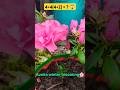 Azelia  winter blooming🌸#flowers #music #housemusic #youtubeshorts #funny #nature#love