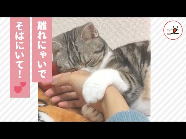 離れちゃヤダ！😿 甘えっ子モードの猫ちゃん💕【PECO TV】 - YouTube