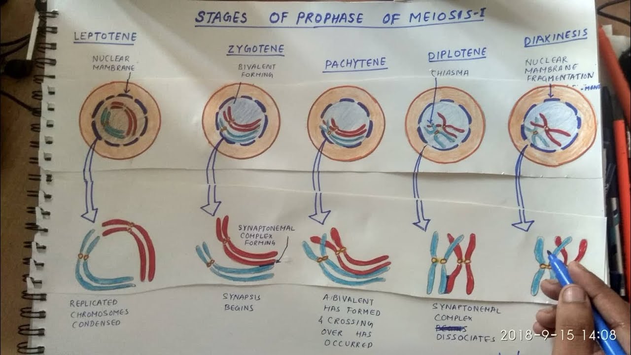 19 New Sketch prophase easy drawing for Kindergarten