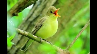 Download Lagu 656. Sedmihlásek hajní, Icterine warbler, Gelbspötter,Зелёная пересмешка,Zaganiacz zwyczajny MP3