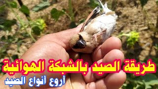 هاذه هية الشبكة التي لا تراها الطيور (الشبكة الهوائية) ?? شوف شو صدنا بيها bird hunting net