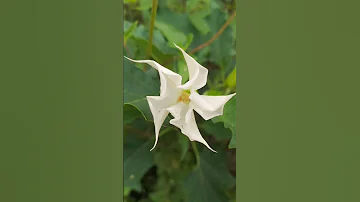 Types Of Beautiful Flowers Andha Mandha Heyyy 