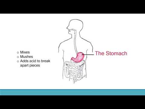 Digestive System Lesson - YouTube