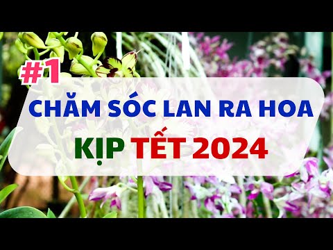 #1 Chia sẻ: Chăm sóc Lan ra hoa dịp TẾT 2024 | Vườn Lan Hai Chiến 2023 mới nhất