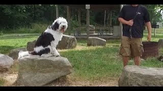 Best Dog Training in Columbus, Ohio! 10 Month Old Sheepadoodle, Elma!