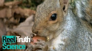 Animals Did It First - How Do Animals Build Habitats? | Science Documentary | Reel Truth Science Animals Did It First - How Do Animals Build Habitats? | Science Documentary | Reel Truth Science