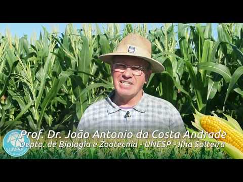Vídeo: Informações de polinização cruzada do milho - Efeitos da polinização cruzada no milho
